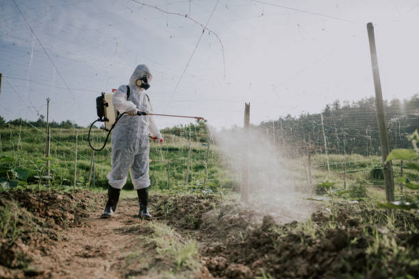 Best Termite Control Services  in Groveland, ID