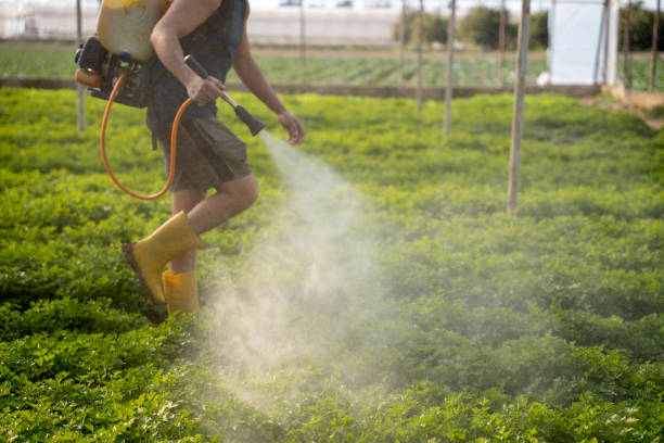 Bird Control in Groveland, ID
