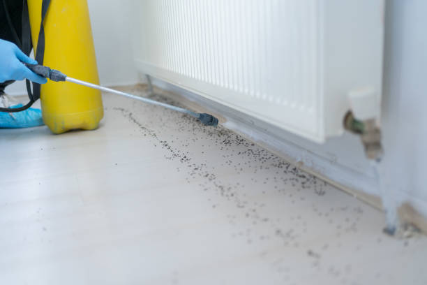 Best Rat Extermination Near Me  in Groveland, ID